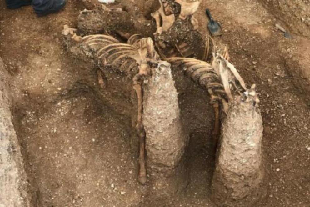 Skeletons of the horses found at the site in Pocklington