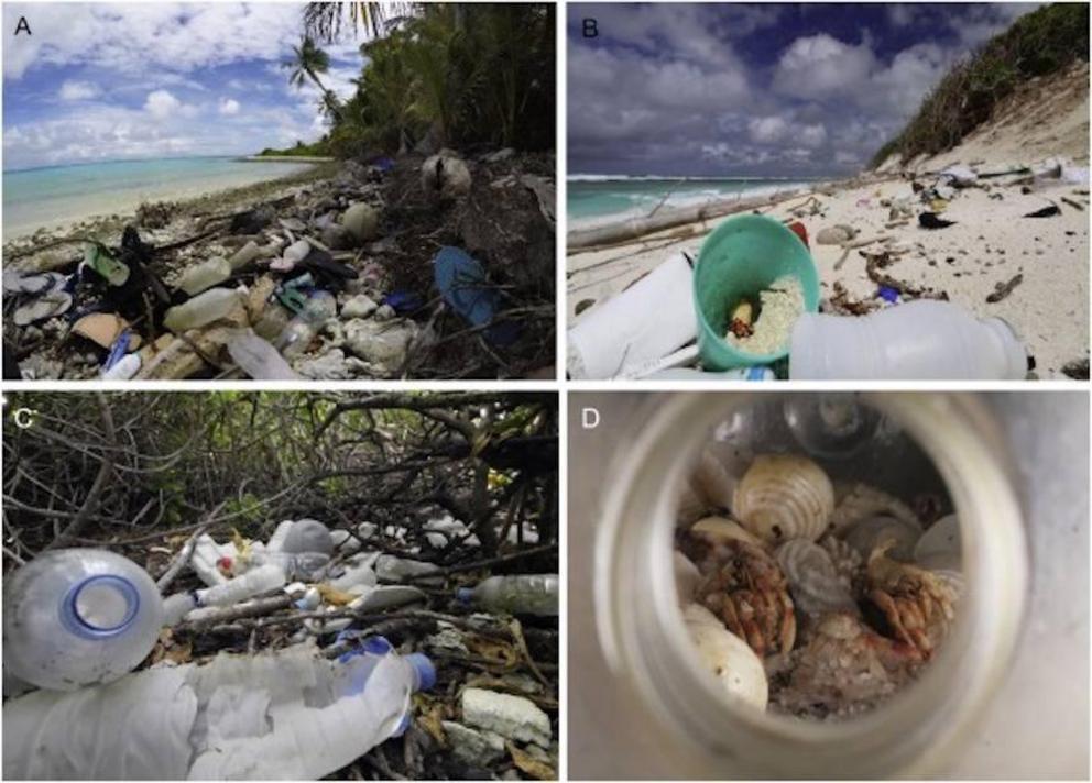 Rampant death for hermit crabs who confuse plastic trash for shells - Nexus Newsfeed