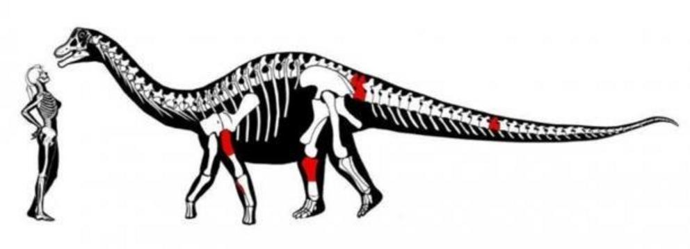 Image demonstrating the recently identified titanosaur’s size in comparison to a female adult and the fossils that were found (in red).