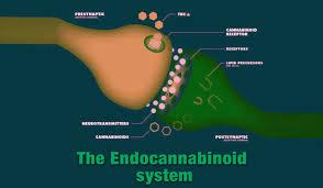 The Endocannabinoid System And Human Health - Nexus Newsfeed