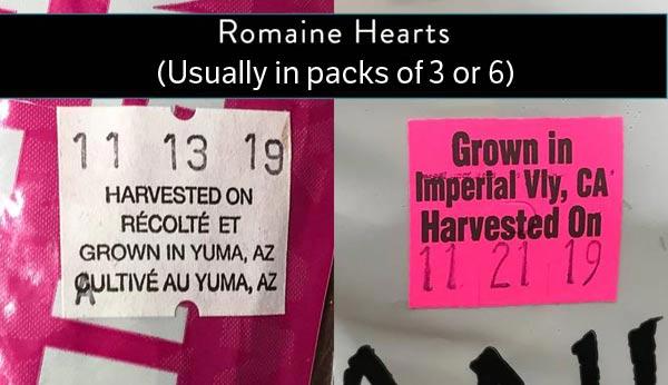 growing romaine hearts in water