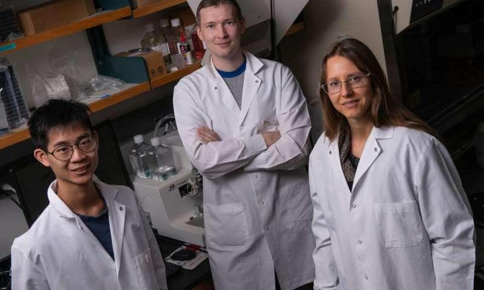Rice University researchers (from left) Ryan Lee, Alexey Revtovich and Natasha Kirienko showed how a dietary deficit of vitamin B12 harms the health of nematodes at a cellular level, leading to an increased risk of infection by two potentially deadly path