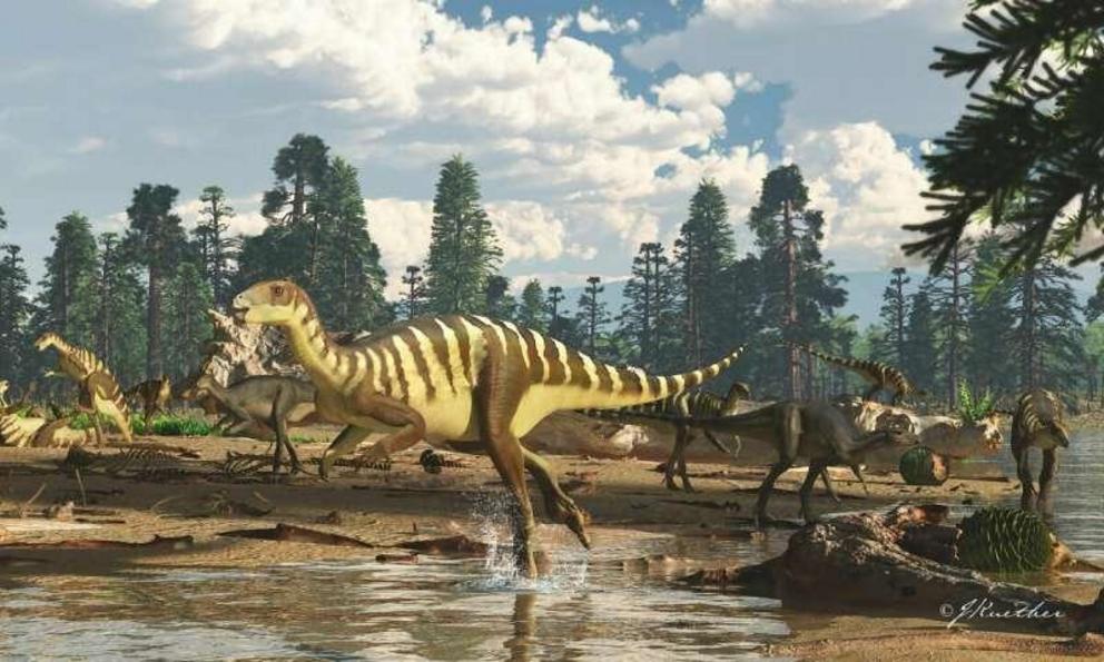 Artist's impression of a Galleonosaurus dorisae herd on a riverbank in the Australian-Antarctic rift valley during the Early Cretaceous, 125 million years ago. The newly-named, dinosaur wallaby-sized herbivorous dinosaur, was identified from five fossiliz