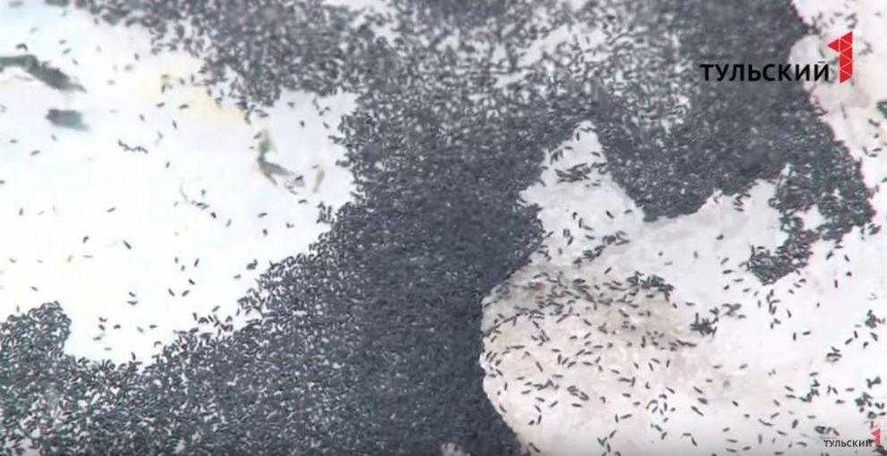Insects fall from the sky during severe blizzard in Russia