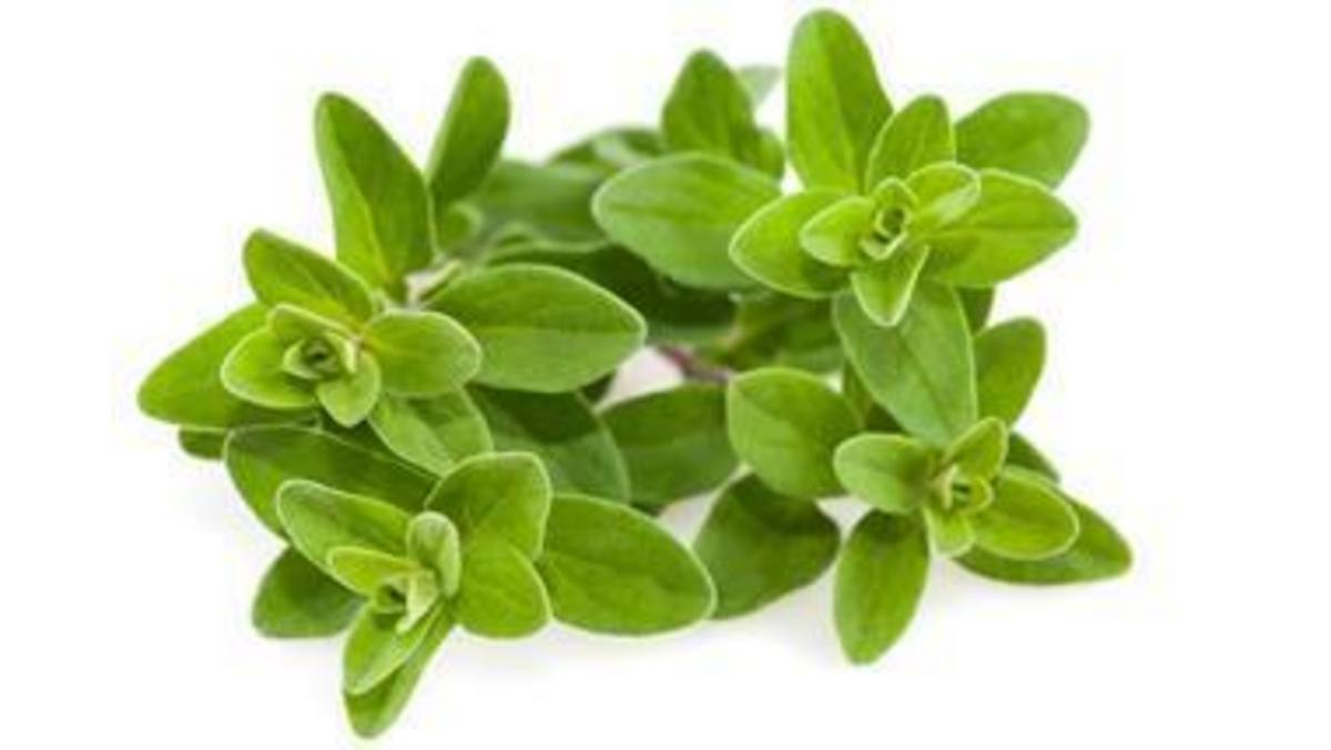 Marjoram a versatile herb for cooking and aromatherapy Nexus Newsfeed