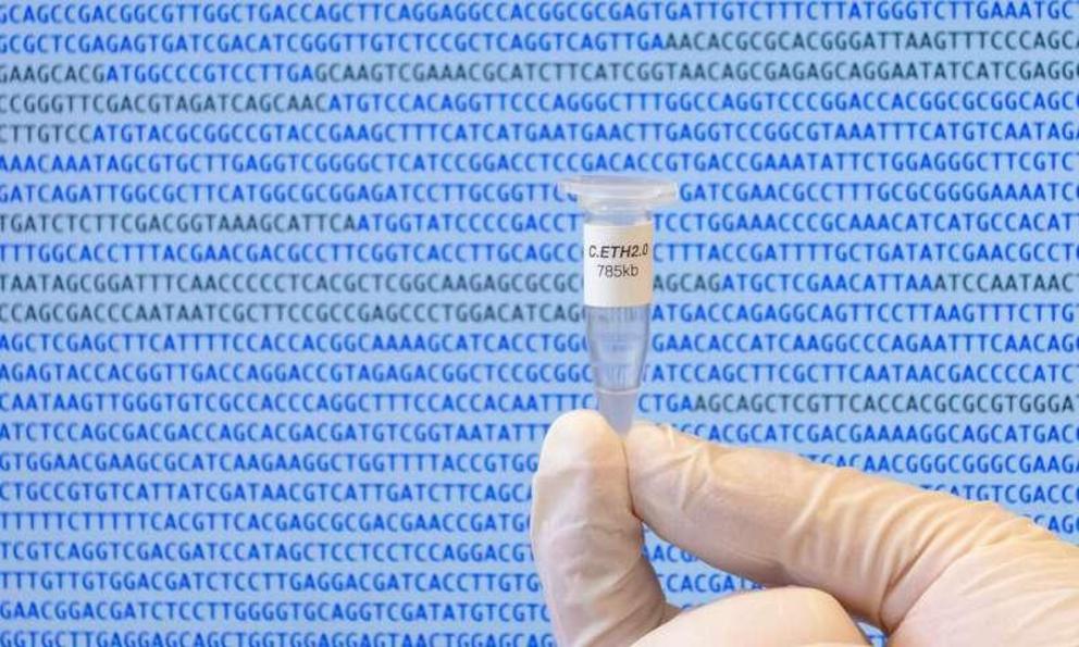 The Caulobacter ethensis-2.0 genome in a micro tube.