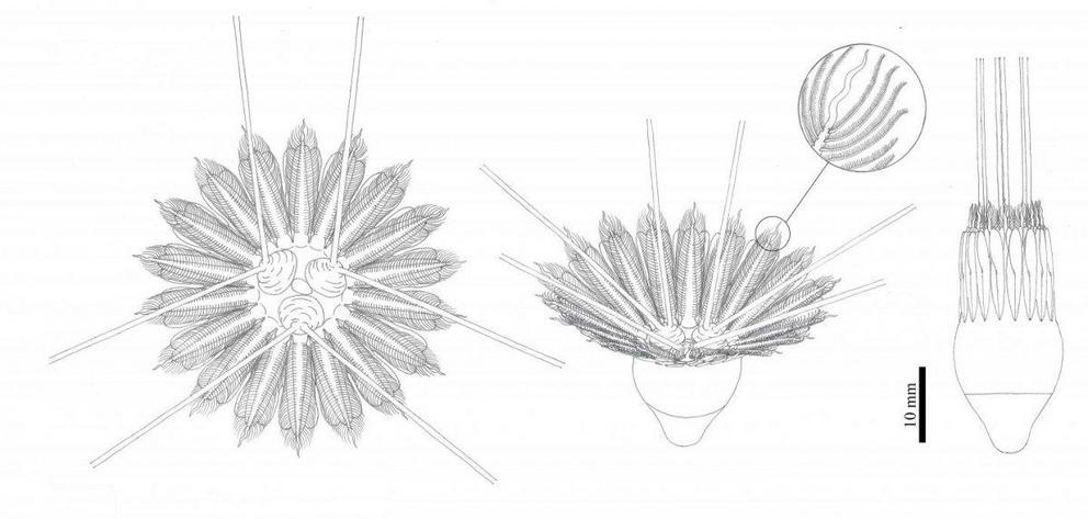 An artists’ reconstruction of Daihua sanqiong’s large cilia.