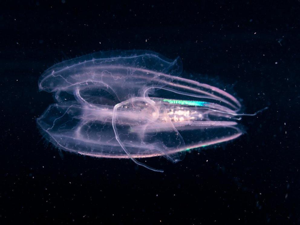 A comb jelly, or ctenophore, swims through the dark waters of the western Pacific Ocean.