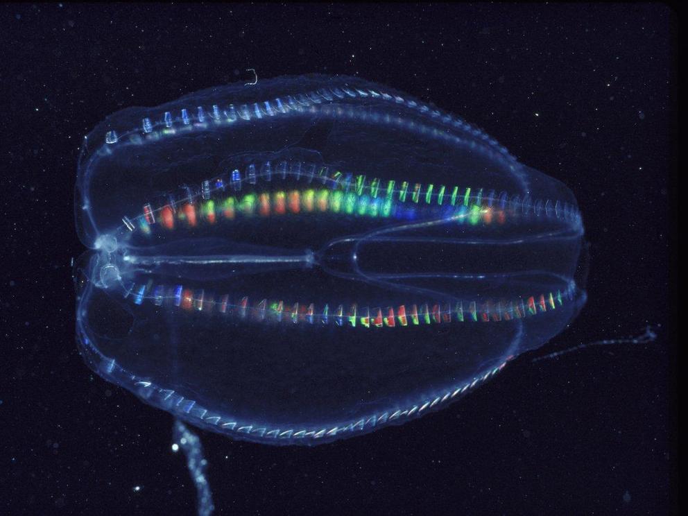 A lobate comb jelly shimmers with rainbow colours.