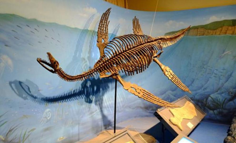 Sightings may have been prompted after dinosaurs’ fossils were discovered. Restored skeleton of plesiosaurus.