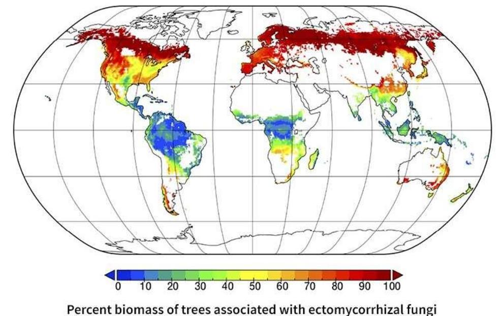 Researchers map symbiotic relationships between trees and microbes