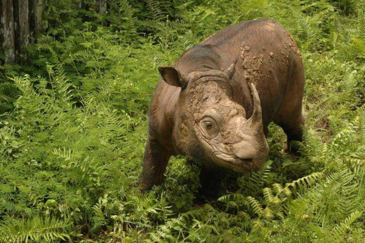 Malaysia's last Sumatran male rhino dies, dashing hopes to save the