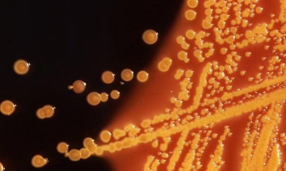  E coli, the bacterium that scientists synthesised in the lab in a two-year project. Photograph: Handout/Reuters 