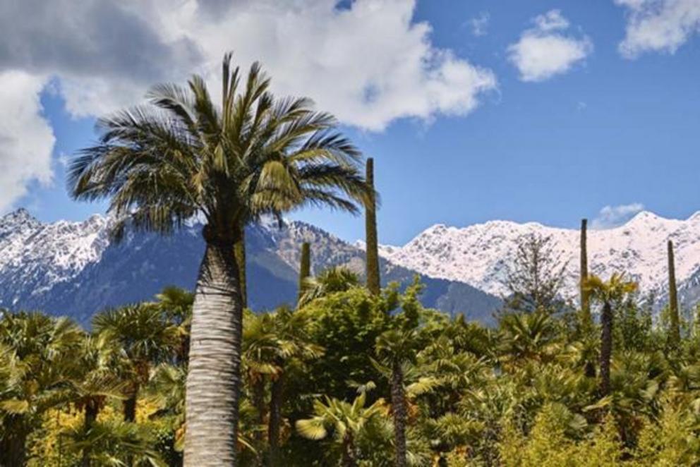 During the Eemian period palm trees grew in the Alaskan Panhandle.