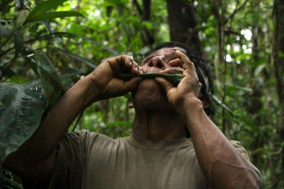 A Waorani man makes a high-pitched sound with a long leaf to attract toucans during a hunting trip.