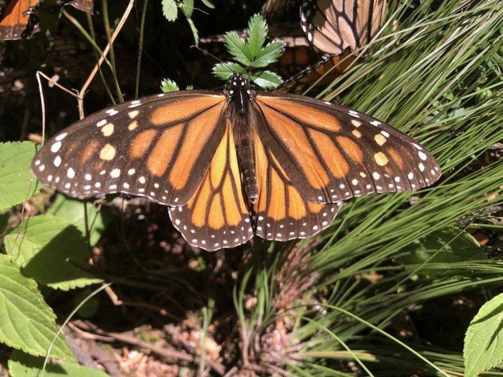 Monarch butterfly photo by Lori Ann Burd, Center for Biological Diversity. 