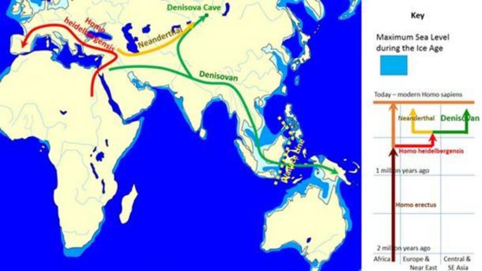 The evolution and geographic spread of Denisovans as compared with Neanderthals, Homo heidelbergensis, and Homo erectus.