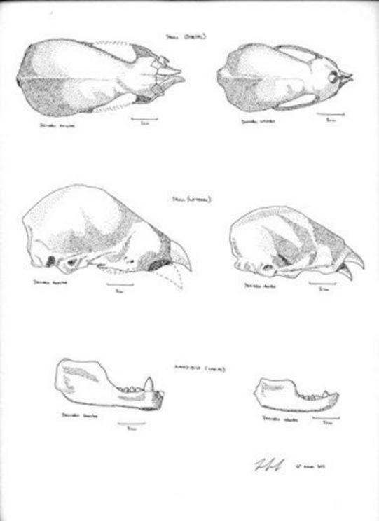Comparisons of the fossil skulls of Desmodus draculae (left) with the Common Vampire Bat, Desmodus rotundus.