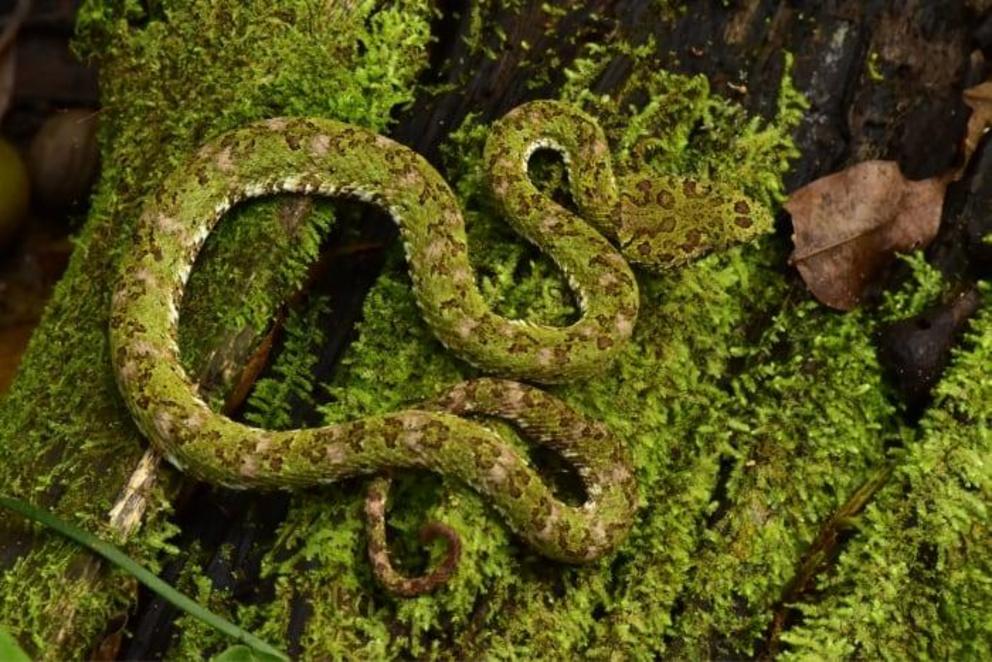 Eyelash viper (Bothriechis schlegelii).
