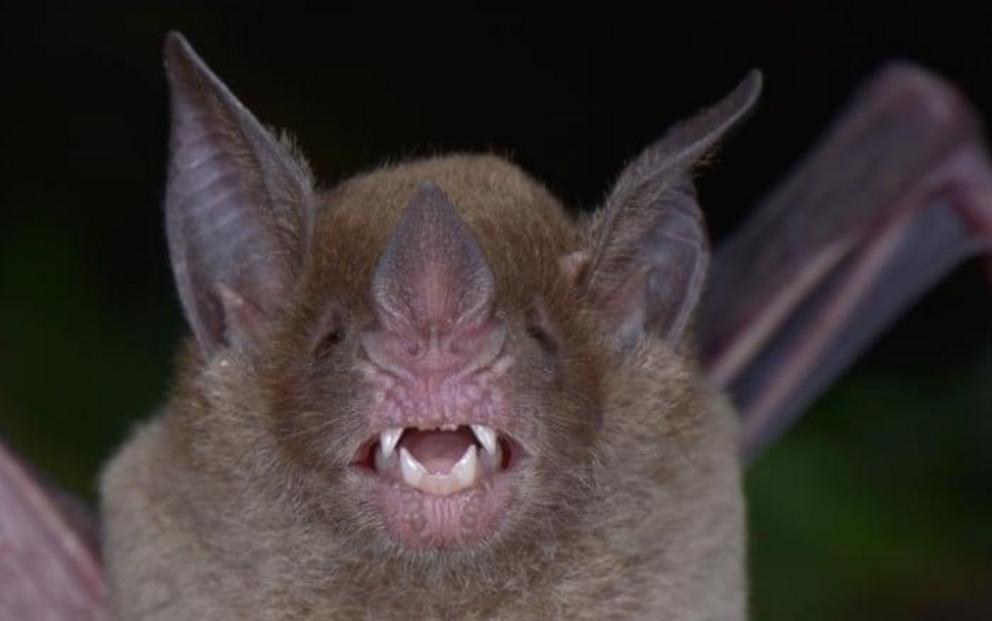 Pale-faced bat (Phylloderma stenops).