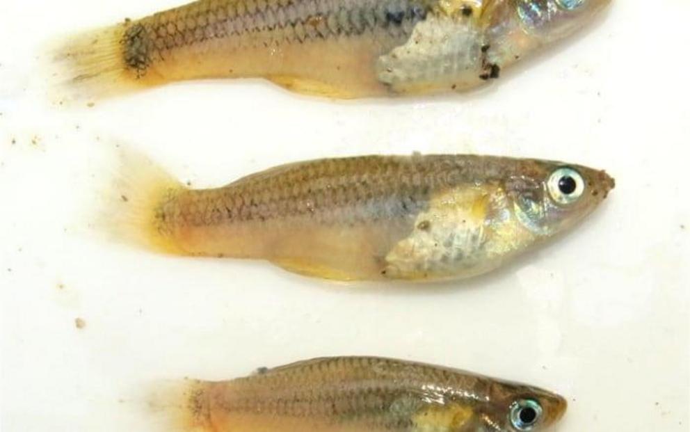 The newly discovered poeciliid fish species (Poecilia sp.).