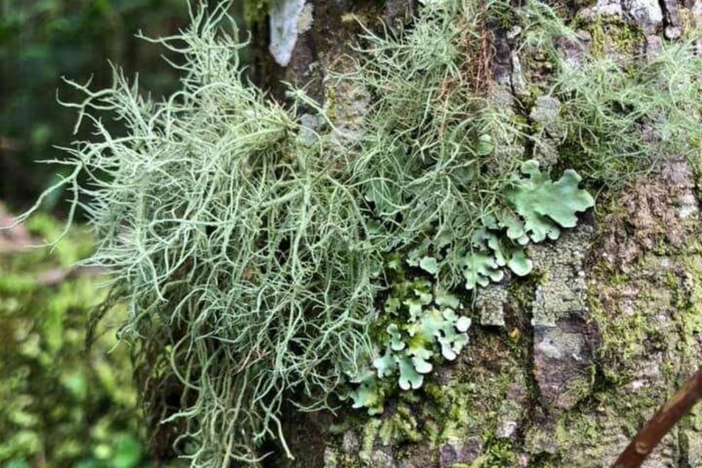 Lichens growing on a tree in Taiwan.