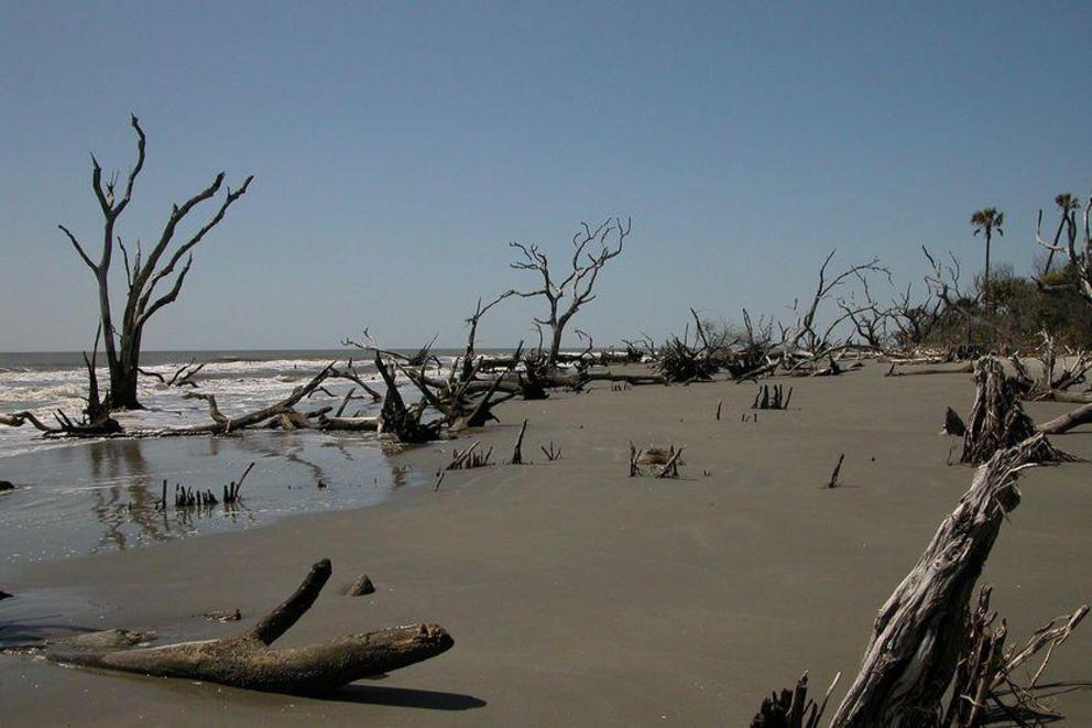 Boneyard Beach on Bulls Island, South Carolina, is appropriately named.