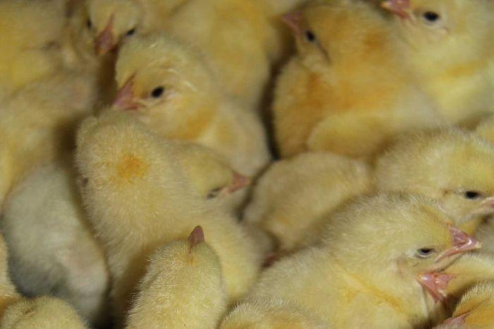 A crate of new chicks at a chicken hatchery.