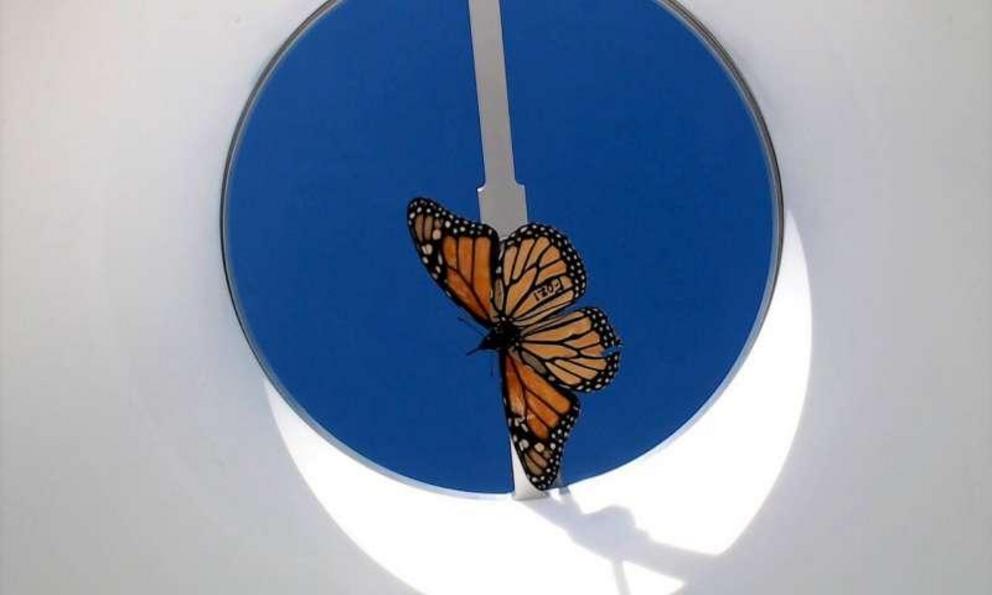 A tethered monarch butterfly flying in the flight simulator.