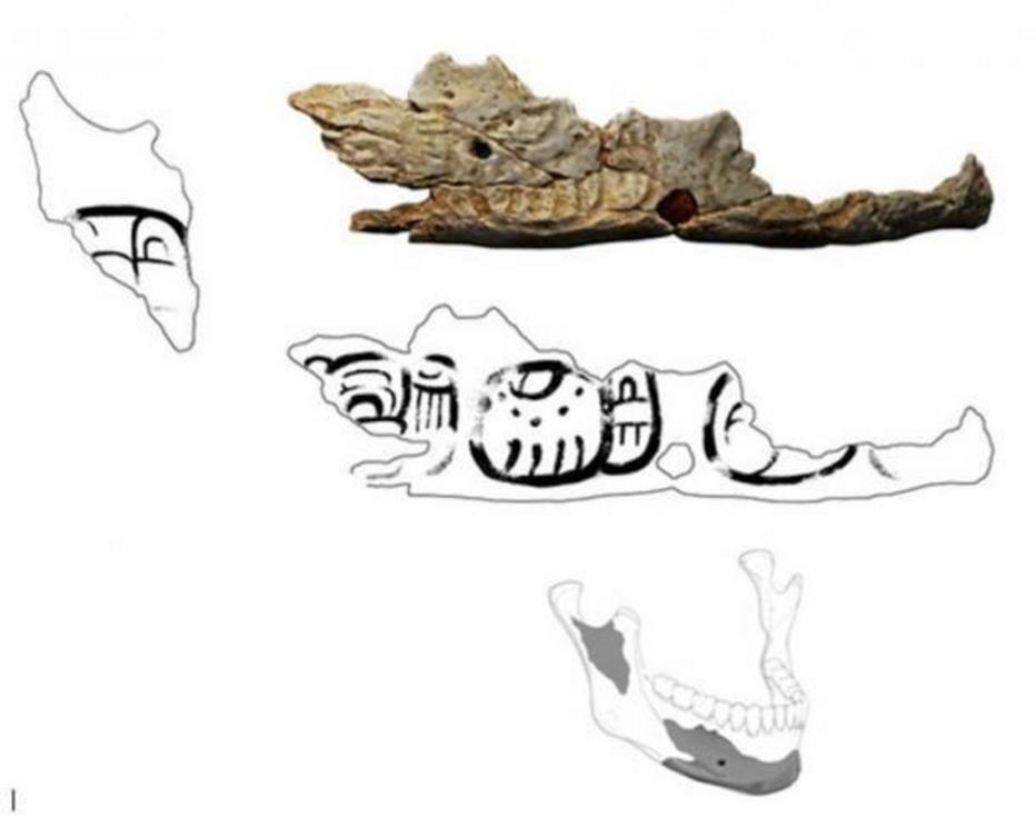Fragment of the Pacbitun trophy skull.