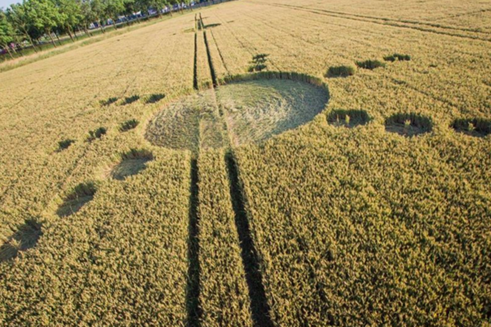 New crop. Вымочки на полях. Калифорнийский круг на поле. Тысячи птиц в Голландии на полях. Заслоны на полях.