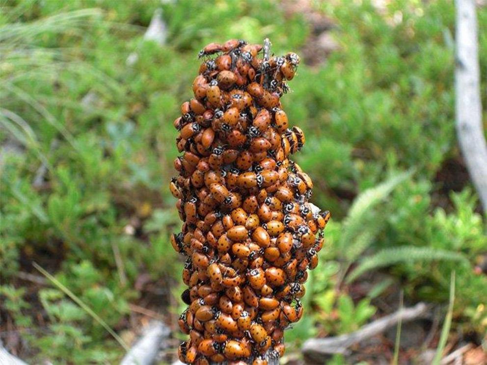 Adult aggregation of convergent ladybugs.