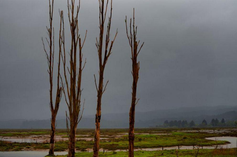 A ghost forest along the Copalis River in Washington state was formed after a massive earthquake in January 1700.