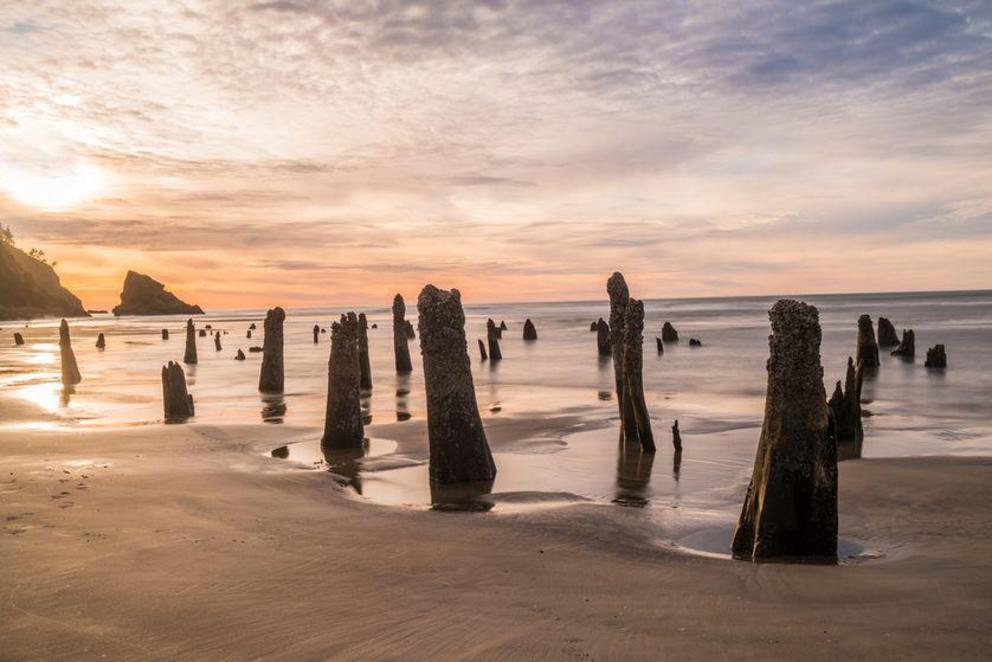 Neskowin Ghost Forest in Oregon is best viewed during low tide.