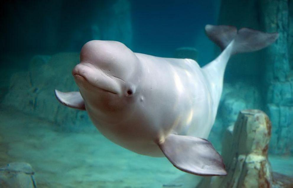 Beluga whales are remarkably social animals, using a massive range of clicks, whistles and clangs to communicate with their kind.