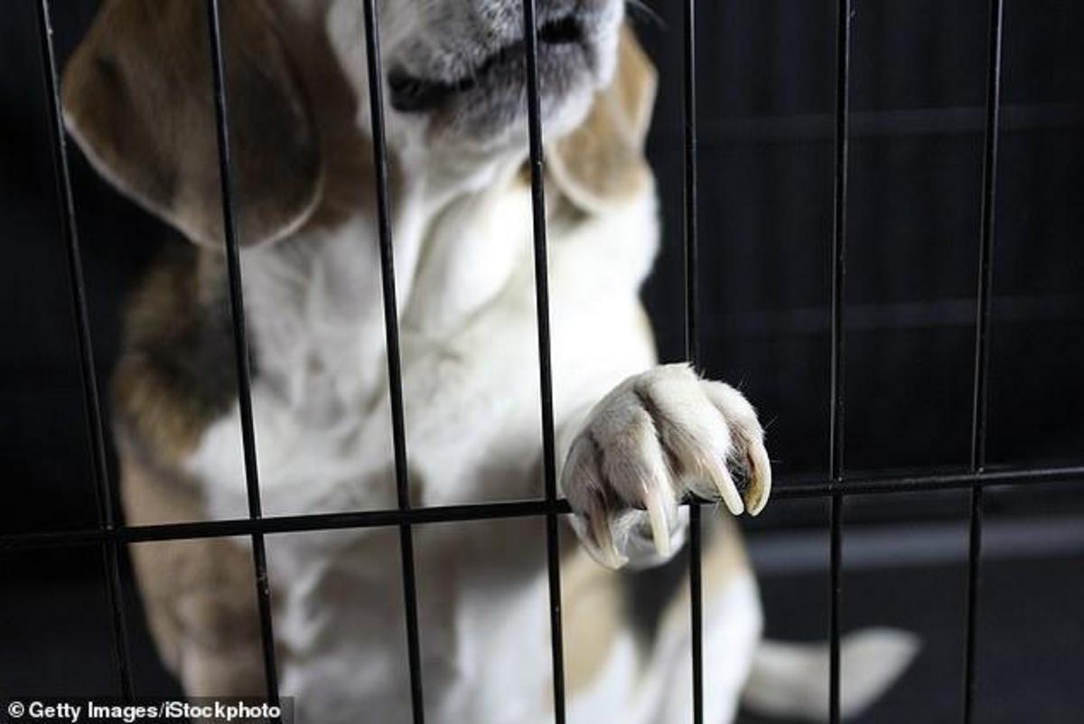 Animal testing on dogs in the UK jumps to nearly 5,000 experiments a ...