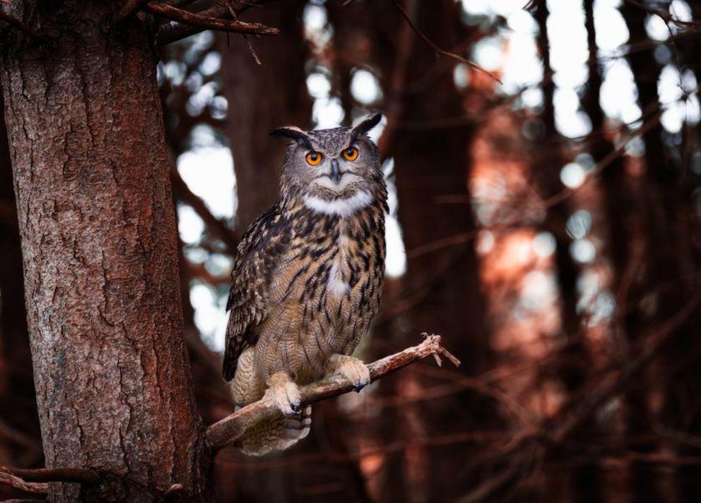 The light of a brighter moon may make the feathers of the eagle owl more visible.