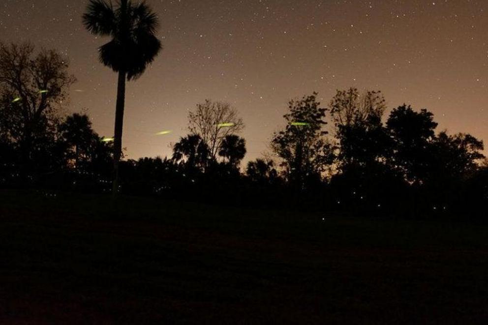 Fireflies in coastal Georgia, US
