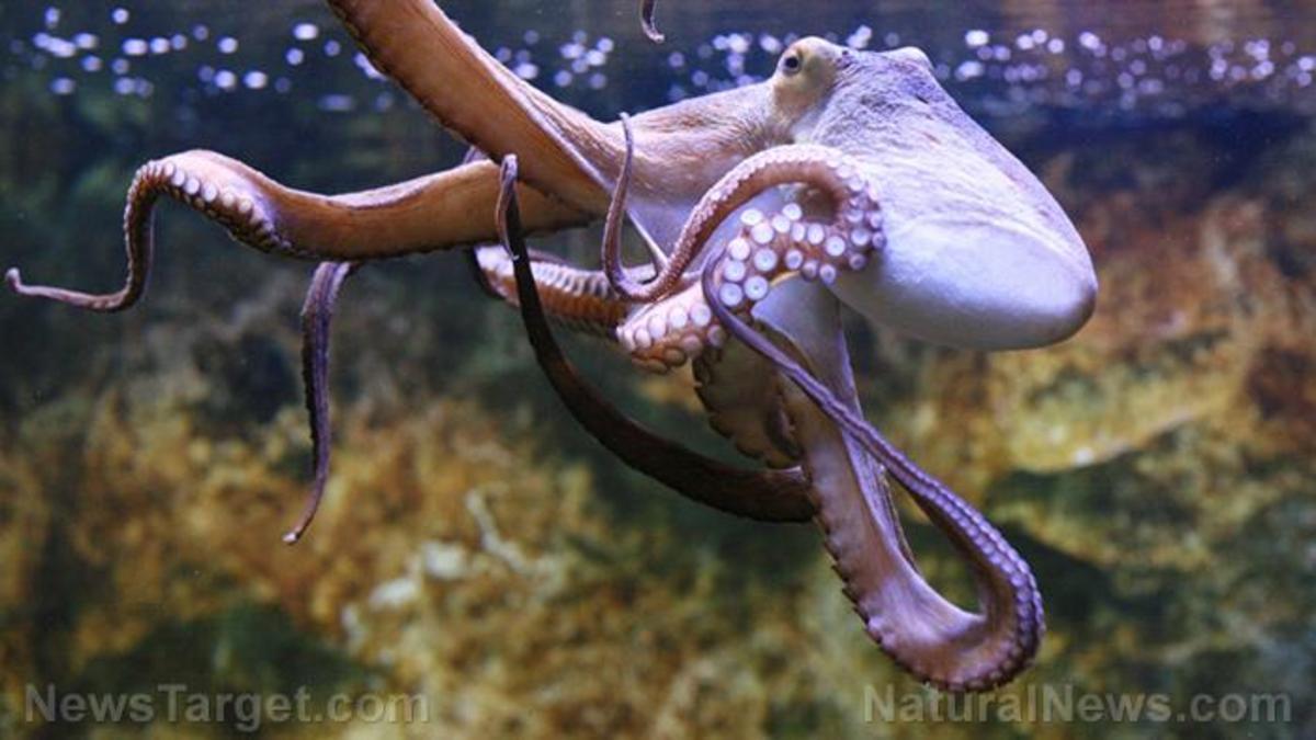 “Are they dreaming?” Recent footage shows an octopus changing color ...