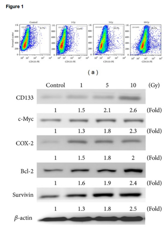 The figure above shows the enrichment of the CD133 cell marker, and list of 5 additional cellular markers (e.g. c-Myc) indicates enhancement of 