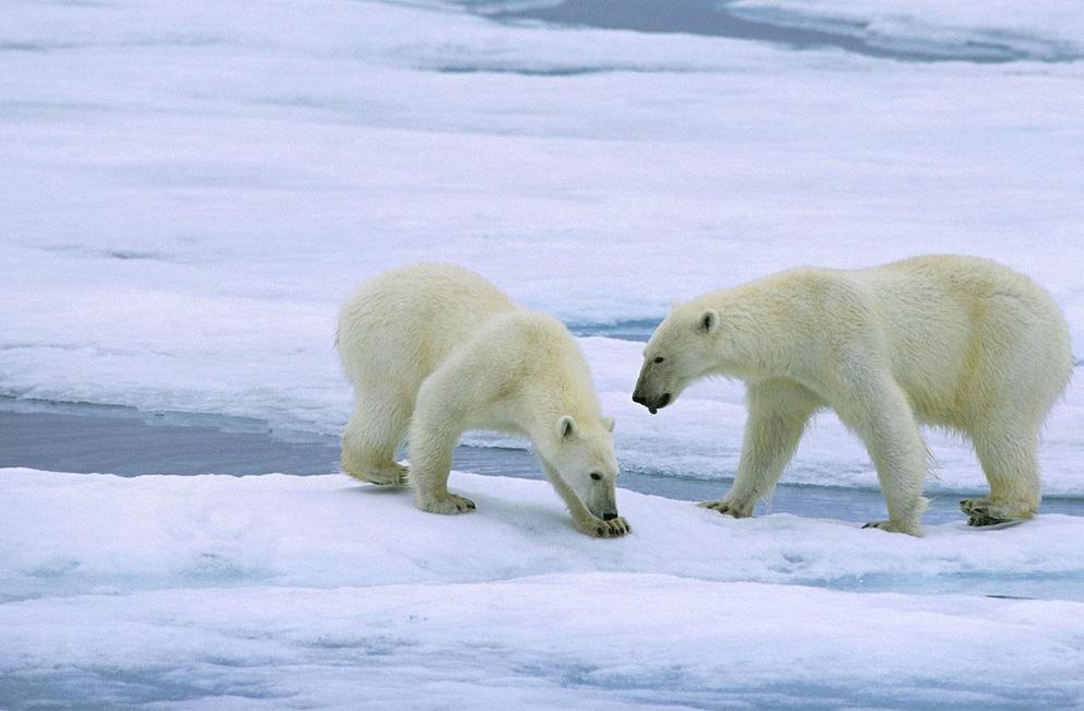 Photo: More numerous than ever, polar bears face a greater threat from urbanization and development than from climate change.  (JUNIORS BILDARCHIV GMBH / ALAMY STOCK PHOTO)