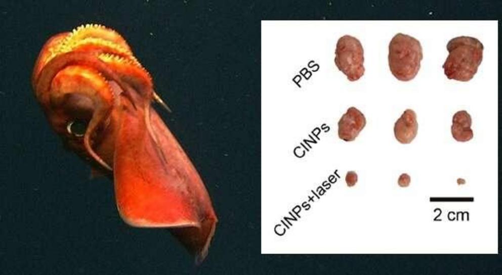 (Left) A cuttlefish. Credit: North Atlantic Stepping Stones Science Party, IFE, URI-IAO; NOAA/OAR/OER. (Right) Comparison of tumor size after 16 days of different treatments, including cuttlefish ink nanoparticles (CINPs) and CINPs with irradiation