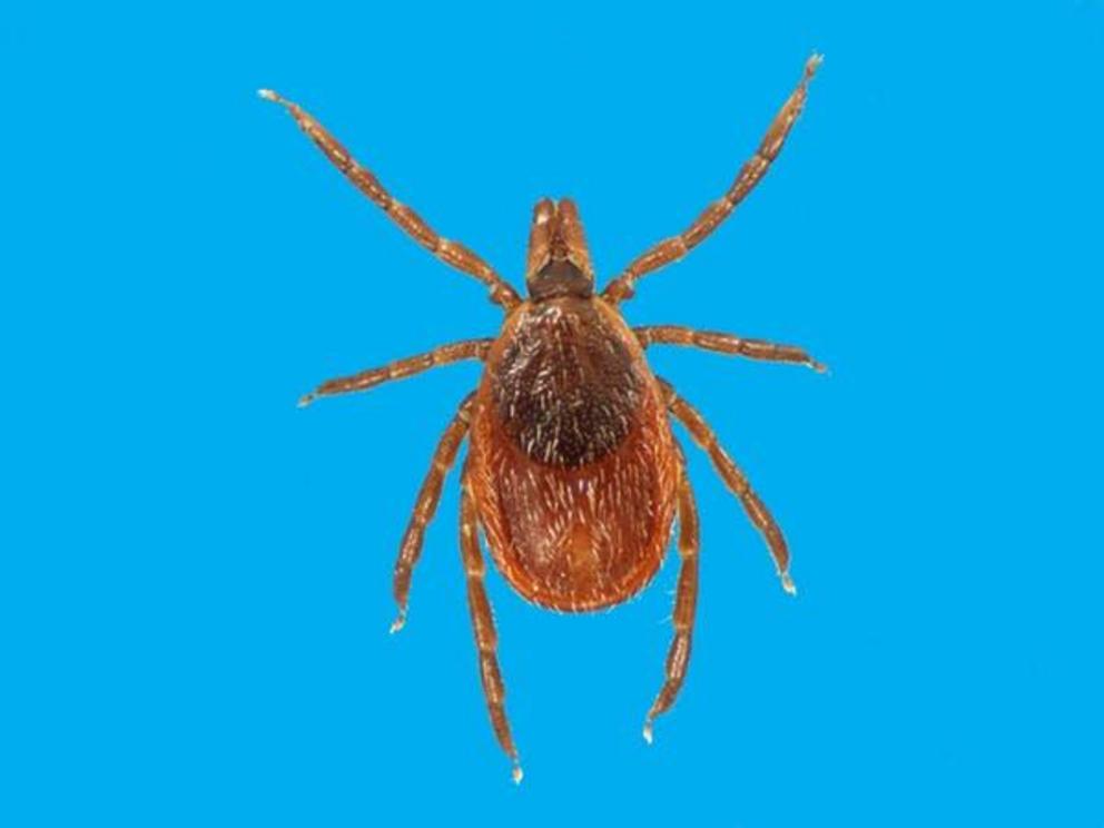 A female Ixodes scapularis tick.