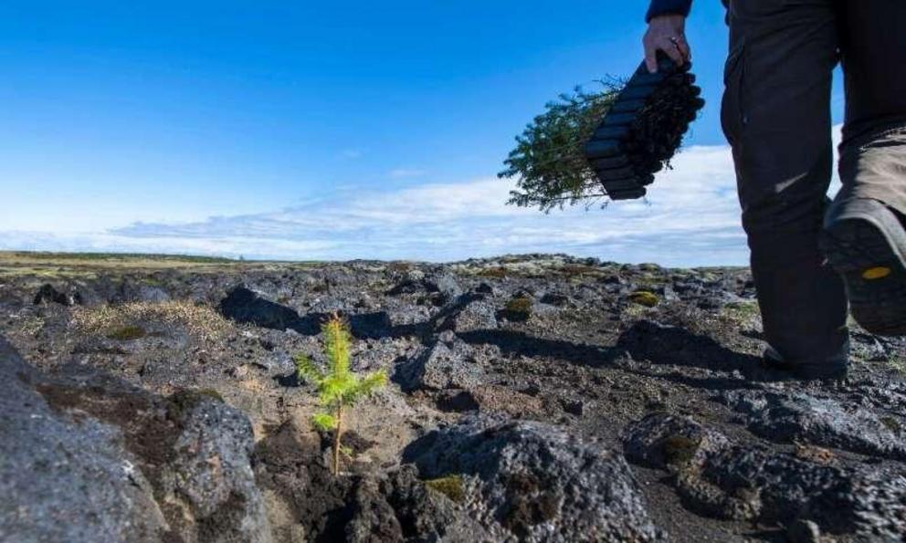 Iceland's lack of trees means there isn't any vegetation to protect the soil from eroding and to store water, leading to extensive desertification
