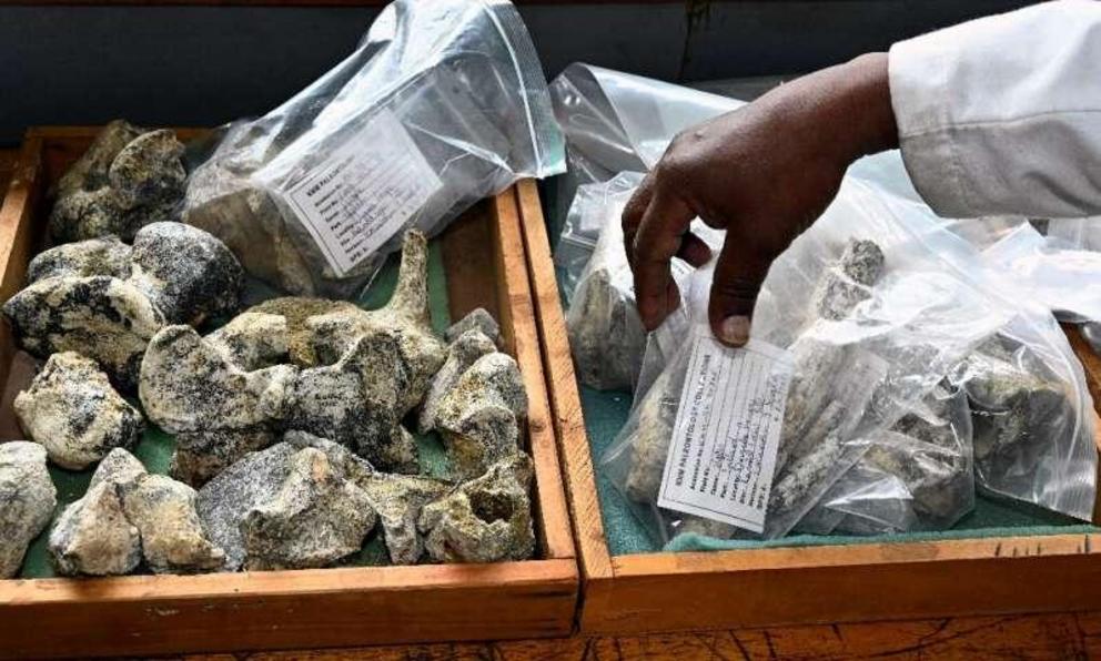 Between 7,000 and 10,000 new fossils arrive at the lab every year, according to paleontologist Job Kibii, of the Nairobi National Museum