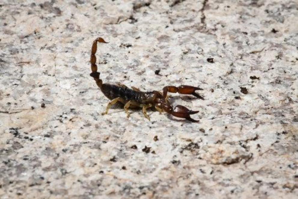 Black rock scorpion (stock image).  Credit: © Uwe Bergwitz / Adobe Stock