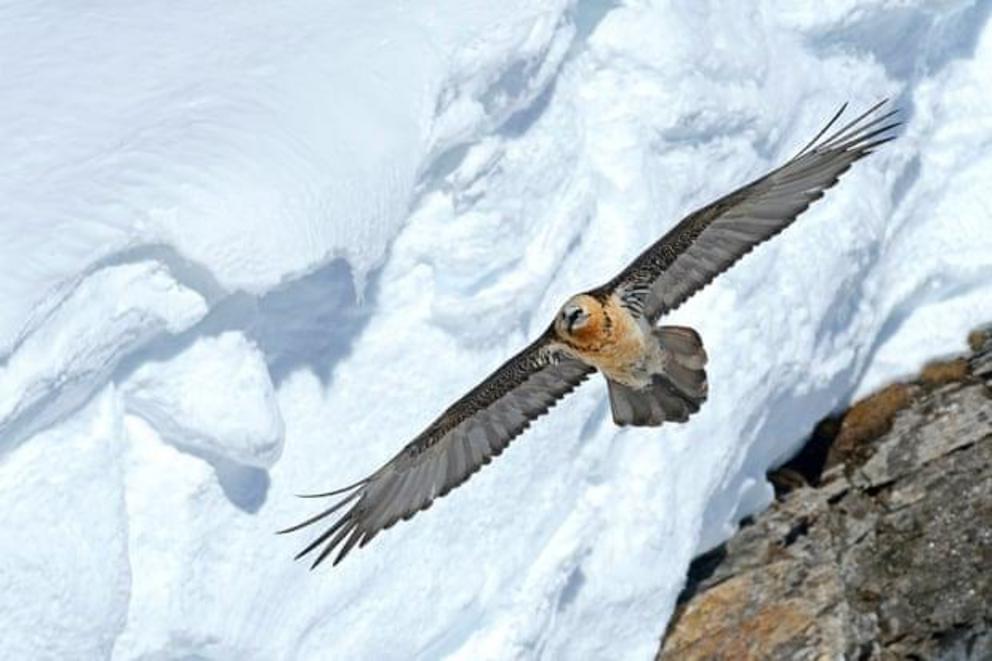 The birds are scavengers so do not kill cattle or game species.