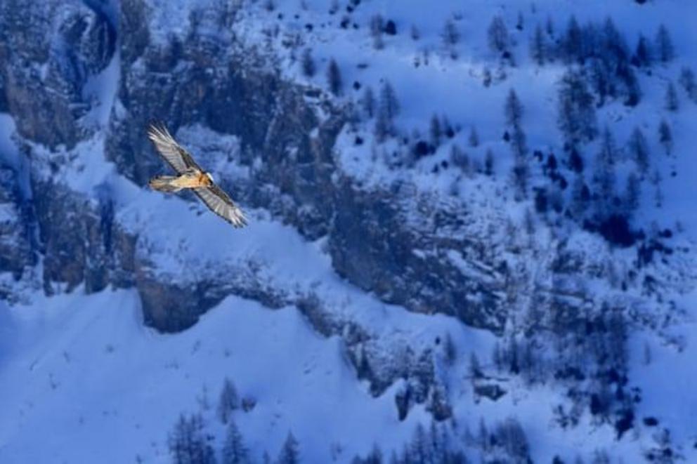 Bearded vultures were hunted to extinction in the Alps in the 20th century.