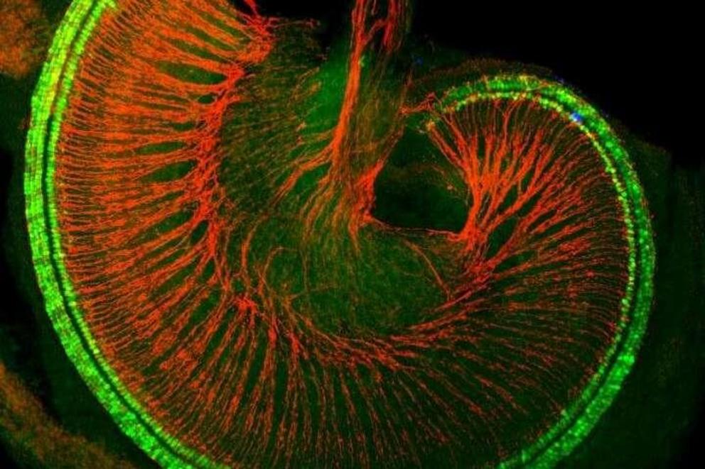 Mouse cochlea with hair cells shown in green and auditory nerves shown in red. Credit: Doetzlhofer lab