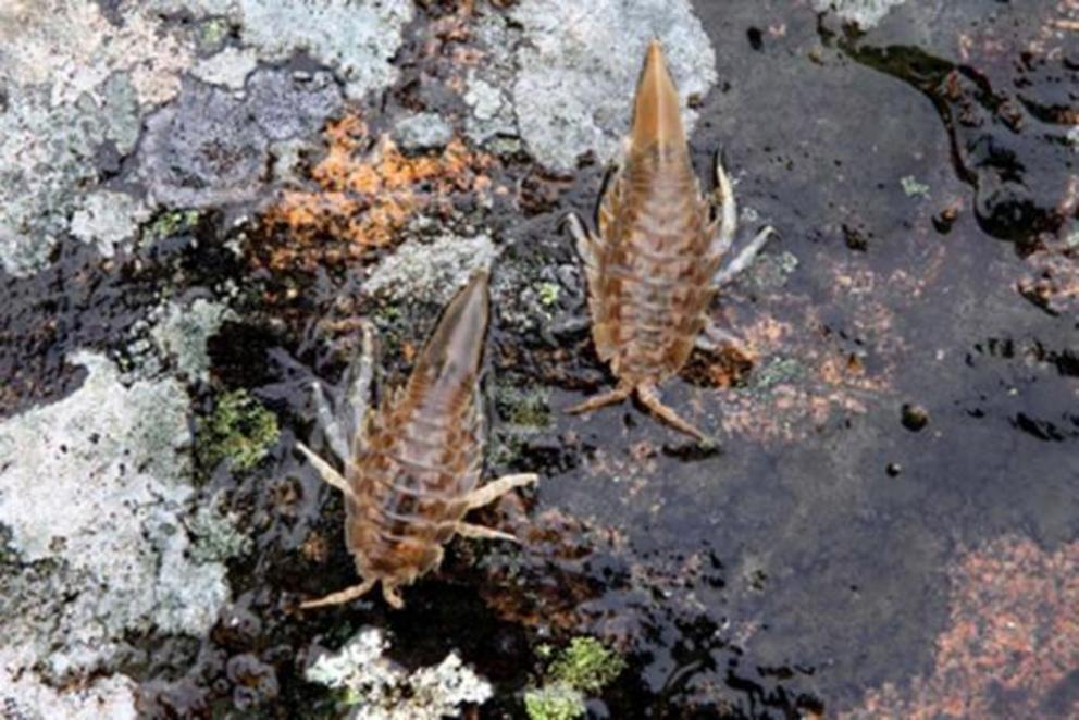 Pair of marine isopods